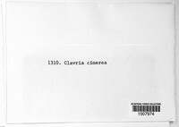 Clavulina cinerea image